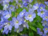 CREEPING Jacob's Ladder Seeds,PERENNIAL FLOWERS - Caribbean garden seed