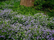 CREEPING Jacob's Ladder Seeds,PERENNIAL FLOWERS - Caribbean garden seed