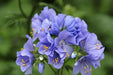 CREEPING Jacob's Ladder Seeds,PERENNIAL FLOWERS - Caribbean garden seed