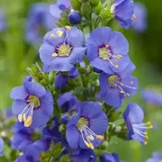 CREEPING Jacob's Ladder Seeds,PERENNIAL FLOWERS - Caribbean garden seed