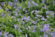 CREEPING Jacob's Ladder Seeds,PERENNIAL FLOWERS - Caribbean garden seed