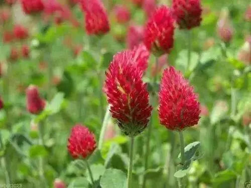 Crimson Clover or Italian Clover Seeds,.