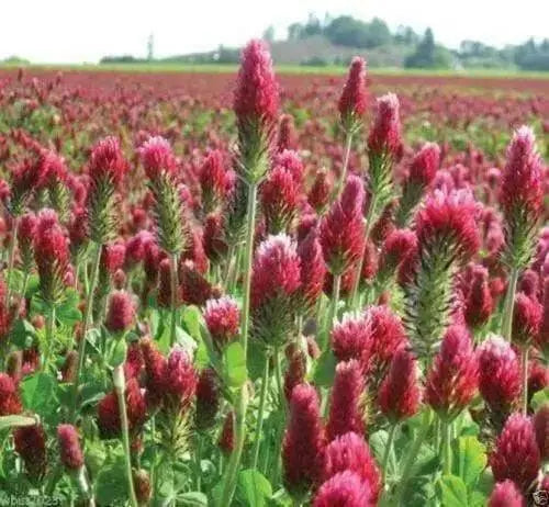 Crimson Clover or Italian Clover Seeds,.