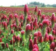 Crimson Clover or Italian Clover Seeds,.