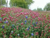 Crimson Clover or Italian Clover Seeds,.