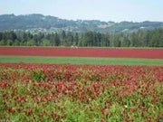 Crimson Clover or Italian Clover Seeds,.