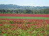 Crimson Clover or Italian Clover Seeds,.