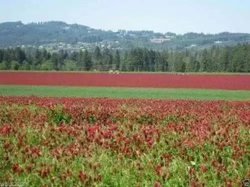 Crimson Clover or Italian Clover Seeds,.