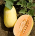 Crenshaw Melon Seeds,HEIRLOOM Cucumis melo, Organic , Utreated non gmo - Caribbean garden seed
