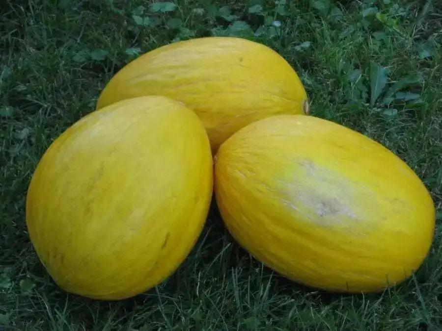Crenshaw Melon Seeds,HEIRLOOM Cucumis melo, Organic , Utreated non gmo - Caribbean garden seed