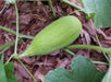Crenshaw Melon Seeds,HEIRLOOM Cucumis melo, Organic , Utreated non gmo - Caribbean garden seed