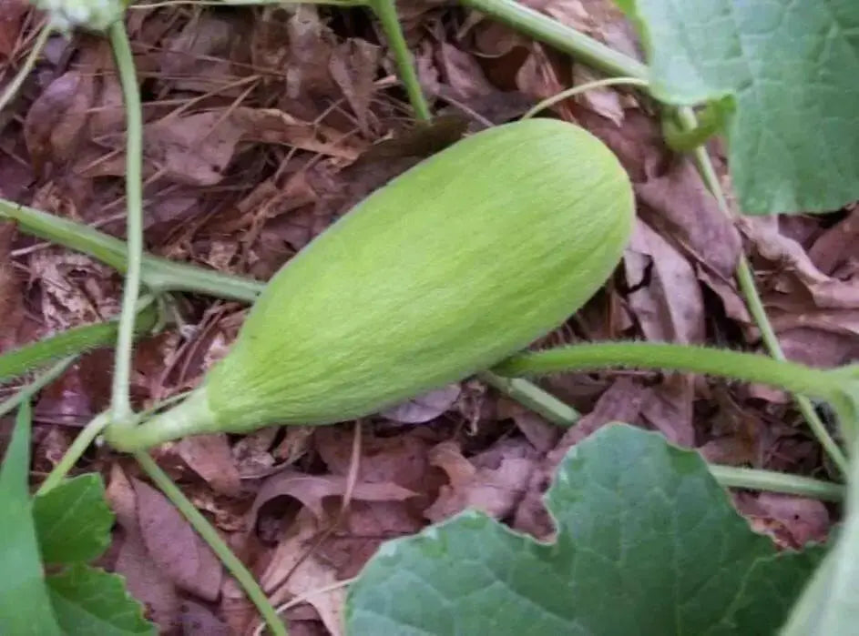 Crenshaw Melon Seeds,HEIRLOOM Cucumis melo, Organic , Utreated non gmo - Caribbean garden seed