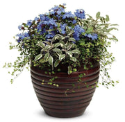 Creeping Wire Vine (2 live starter plant) Muehlenbeckia axillaris - Caribbean garden seed