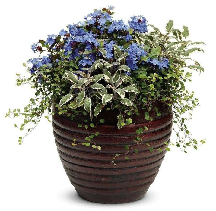 Creeping Wire Vine (2 live starter plant) Muehlenbeckia axillaris - Caribbean garden seed