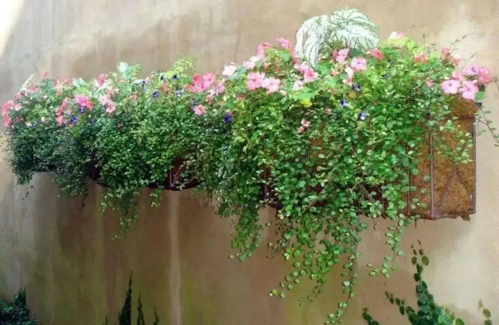 Creeping Wire Vine (2 live starter plant) Muehlenbeckia axillaris - Caribbean garden seed