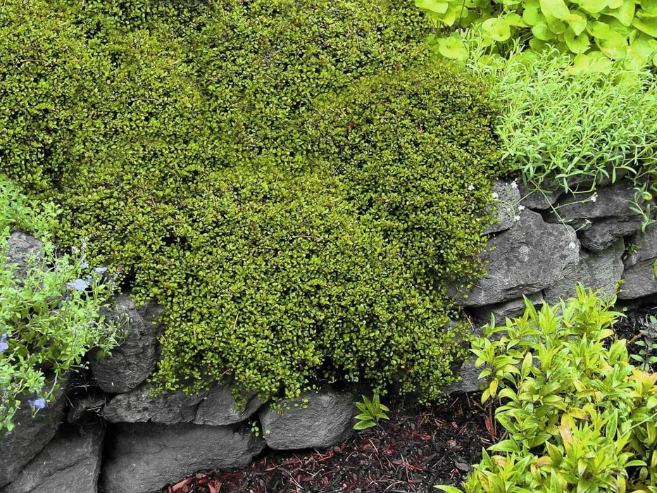 Creeping Wire Vine (2 live starter plant) Muehlenbeckia axillaris - Caribbean garden seed