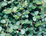 Creeping Wire Vine (2 live starter plant) Muehlenbeckia axillaris - Caribbean garden seed