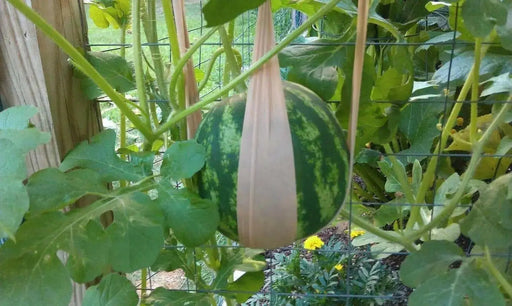 Crimson sweet Red ,Watermelon seeds ,Non-GMO Heirloom - Caribbean garden seed