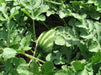 Crimson sweet Red ,Watermelon seeds ,Non-GMO Heirloom - Caribbean garden seed