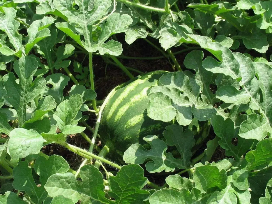 Crimson sweet Red ,Watermelon seeds ,Non-GMO Heirloom - Caribbean garden seed