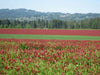 Crimson Clover Seeds,Improve Your Garden Soil,Cover-Crop-Raw Or Inoculated! - Caribbean garden seed