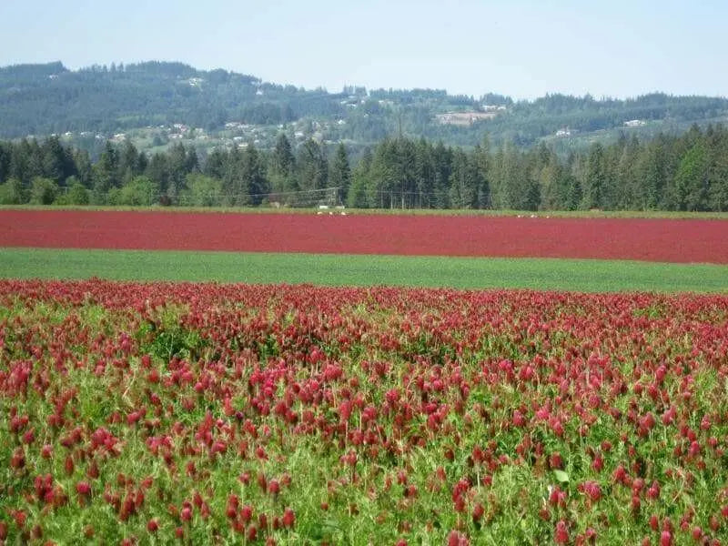 Crimson Clover Seeds,Improve Your Garden Soil,Cover-Crop-Raw Or Inoculated! - Caribbean garden seed