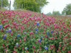 Crimson Clover Seeds,Improve Your Garden Soil,Cover-Crop-Raw Or Inoculated! - Caribbean garden seed
