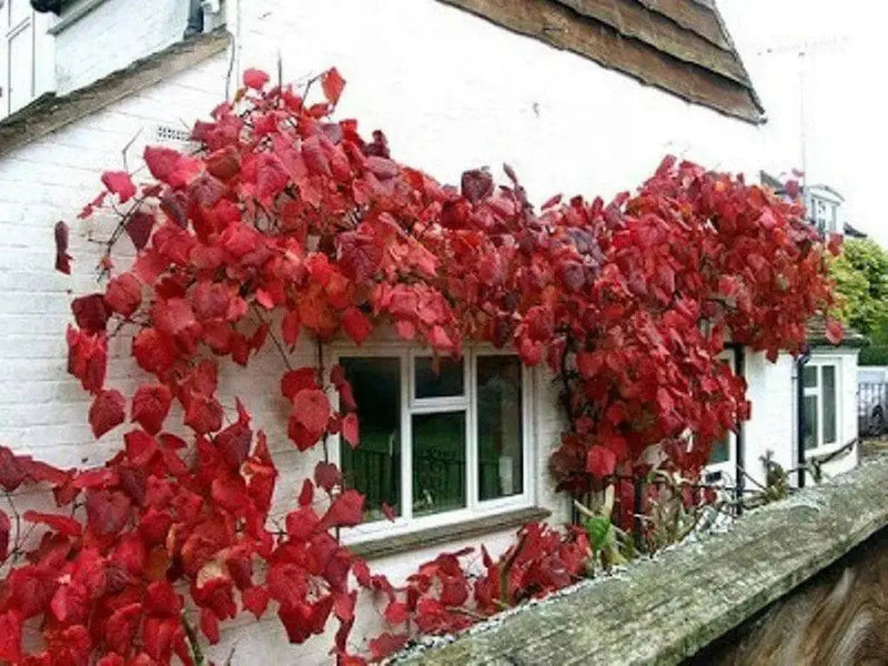 CRIMSON GLORY VINE,Vitis coignetiae ,Seeds - Perennial, Rare exotic vine, Very rewarding to have in the landscape - Caribbean garden seed