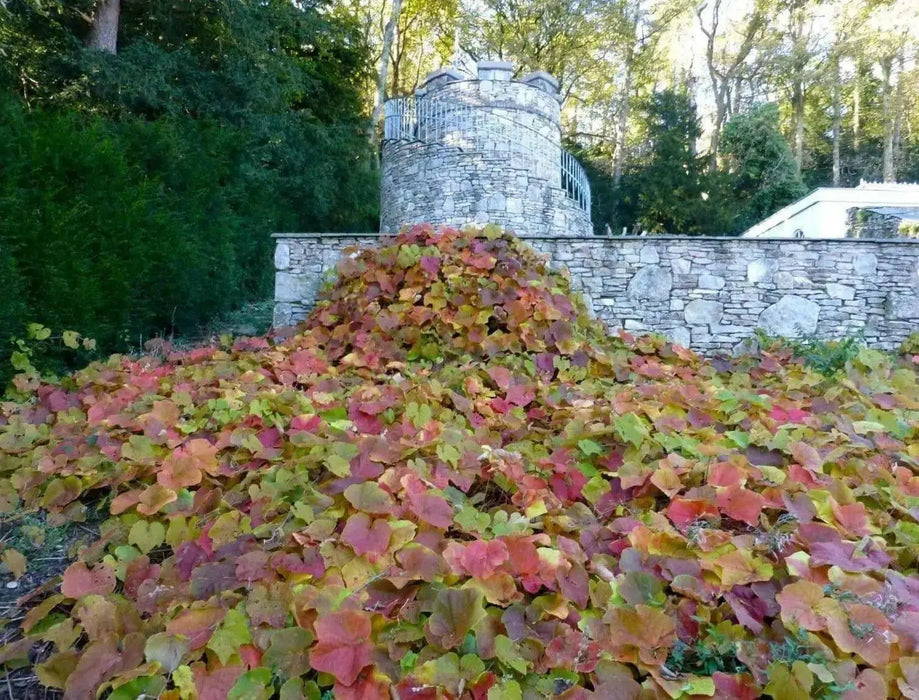 CRIMSON GLORY VINE,Vitis coignetiae ,Seeds - Perennial, Rare exotic vine, Very rewarding to have in the landscape - Caribbean garden seed