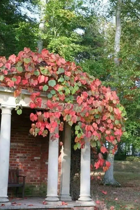 CRIMSON GLORY VINE,Vitis coignetiae ,Seeds - Perennial, Rare exotic vine, Very rewarding to have in the landscape - Caribbean garden seed