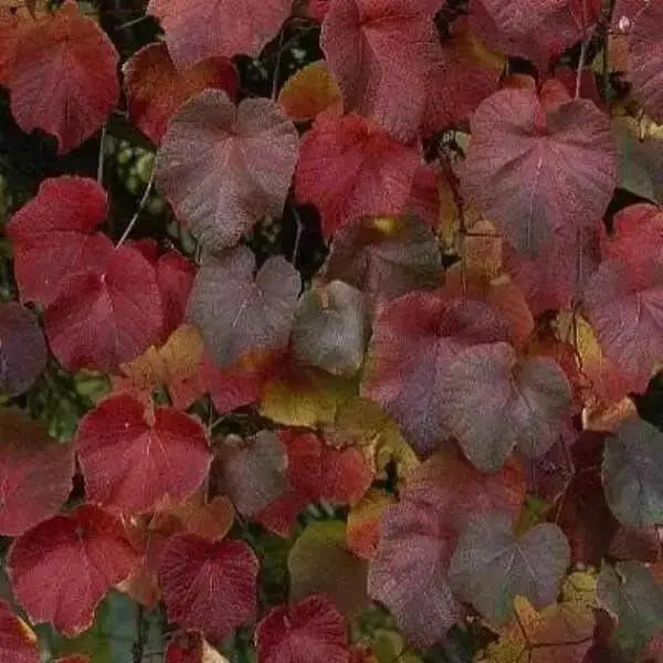 CRIMSON GLORY VINE,Vitis coignetiae ,Seeds - Perennial, Rare exotic vine, Very rewarding to have in the landscape - Caribbean garden seed