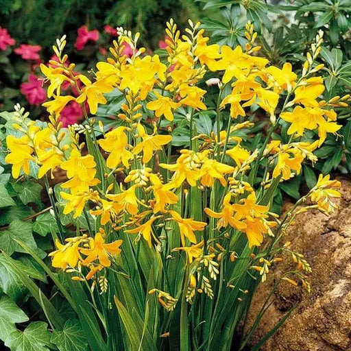 Crocosmia Bulbs George Davidson,Yellow, - Caribbean garden seed