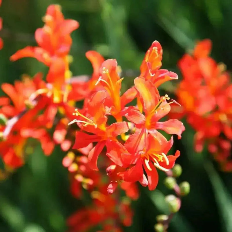 CROCOMIA Montbretia BULBS, Perennial FLOWERS - Caribbean garden seed