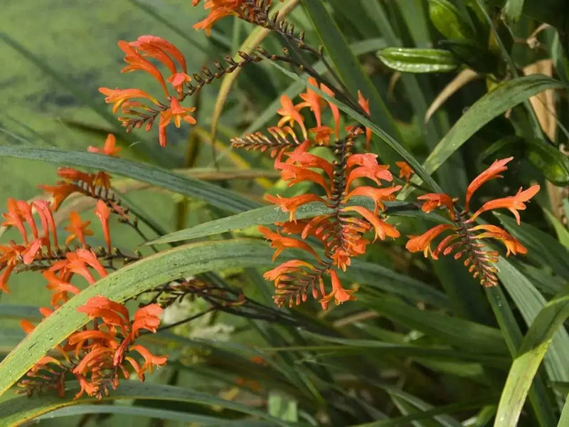 CROCOMIA Montbretia BULBS, Perennial FLOWERS - Caribbean garden seed