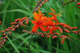 CROCOMIA Montbretia BULBS, Perennial FLOWERS - Caribbean garden seed
