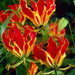 Creeping lily Flowers Seed - Caribbean garden seed
