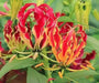 Creeping lily Flowers Seed - Caribbean garden seed