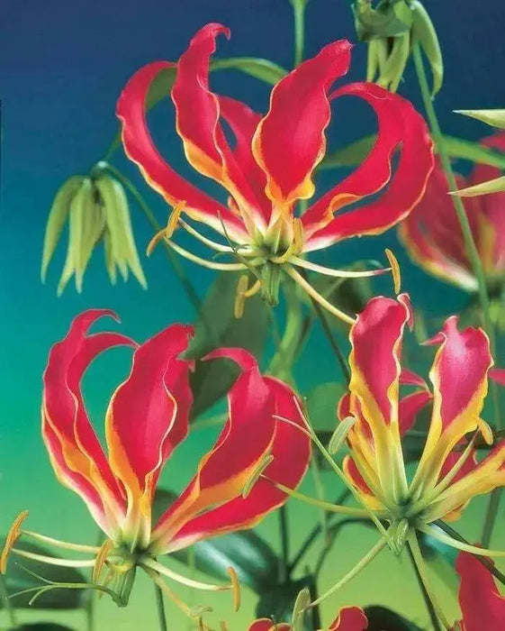 Creeping lily Flowers Seed - Caribbean garden seed