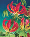 Creeping lily Flowers Seed - Caribbean garden seed