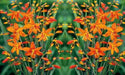 Crocosmia Bulbs ,Babylon, ORANGE FLOWERS - Caribbean garden seed