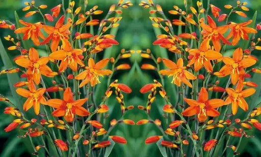 Crocosmia Bulbs ,Babylon, ORANGE FLOWERS - Caribbean garden seed