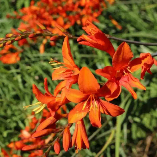 Crocosmia Bulbs ,Babylon, ORANGE FLOWERS - Caribbean garden seed