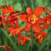 Crocosmia Bulbs ,Babylon, ORANGE FLOWERS - Caribbean garden seed