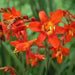 Crocosmia Bulbs ,Babylon, ORANGE FLOWERS - Caribbean garden seed