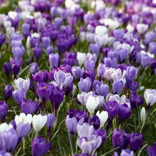CROCUS Blue Moon Mix, 8/9cm Bulbs - Caribbean garden seed
