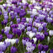 CROCUS Blue Moon Mix, 8/9cm Bulbs - Caribbean garden seed