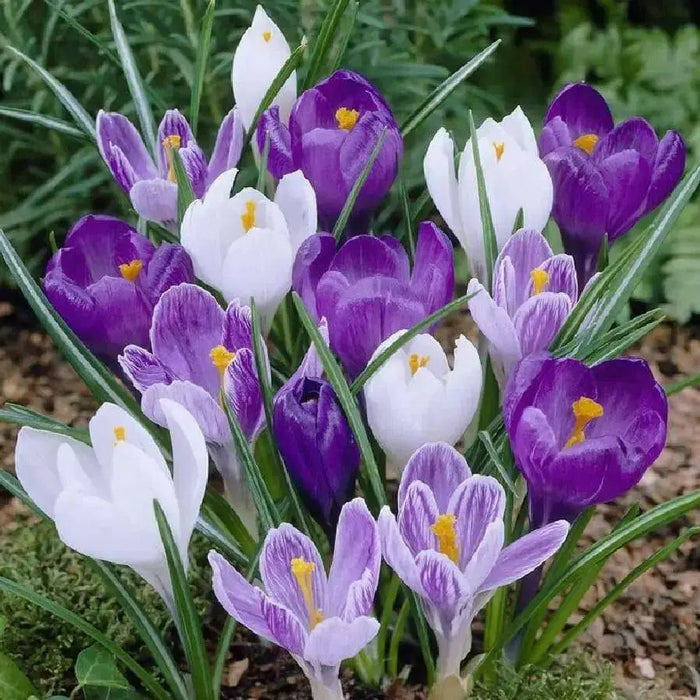 CROCUS Blue Moon Mix, 8/9cm Bulbs - Caribbean garden seed