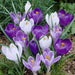 CROCUS Blue Moon Mix, 8/9cm Bulbs - Caribbean garden seed