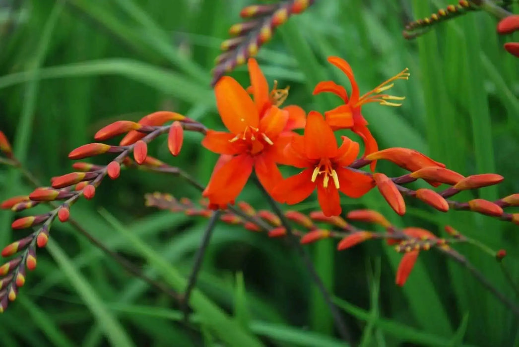 Crocosmia masoniorumr, Bulb, great for cuttings - Caribbean garden seed