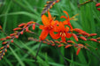 Crocosmia masoniorumr, Bulb, great for cuttings - Caribbean garden seed